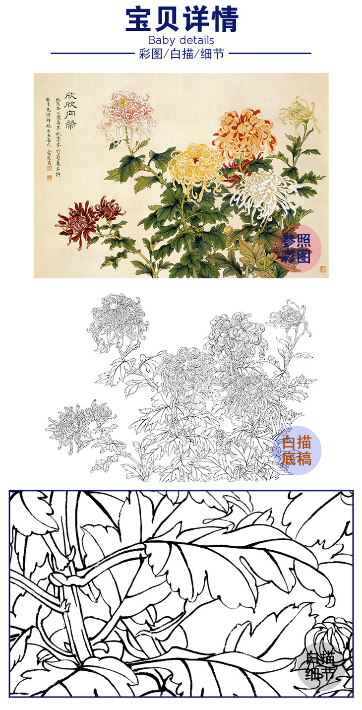 白描底稿-俞致贞工笔花卉-菊花-a512