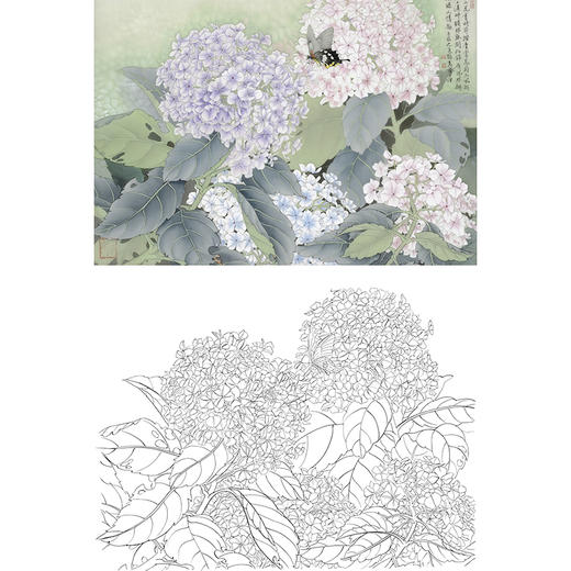 横幅工笔花鸟白描底稿-张克齐-绣球花-A515 商品图0