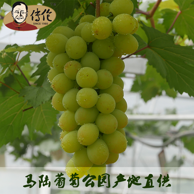 马陆葡萄公园传伦有机葡萄早生内玛斯4斤装新鲜水果江浙沪包邮 果香