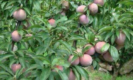 （永久下架）7.30-31日嵊州亲子温泉、漂流采摘双线游 商品图2