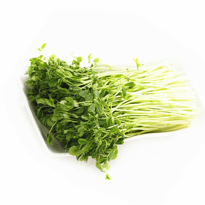豆苗(普通)