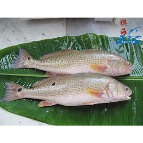 红古鱼的营养价值图片_纵览新闻