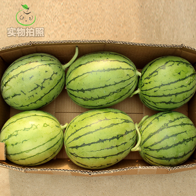 早春红玉小西瓜一箱约53斤 27头