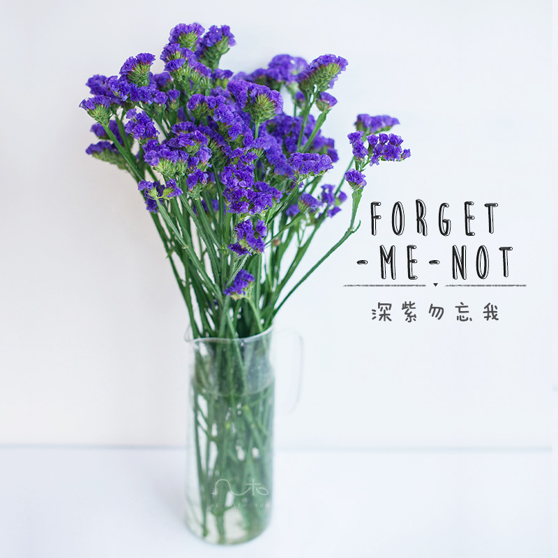 「小站系列」勿忘我 forget-me-not(南瓜车造型 南京东路店 1时达)