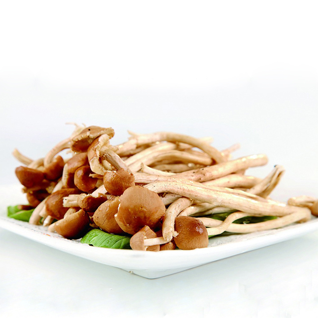 云南茶树菇