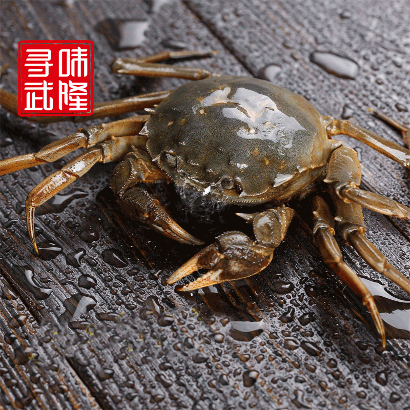 【限购】大闸蟹1.8-2两母单只秒杀  限武隆城区自提不包邮 自提地址：江北黄金水岸水淼公司