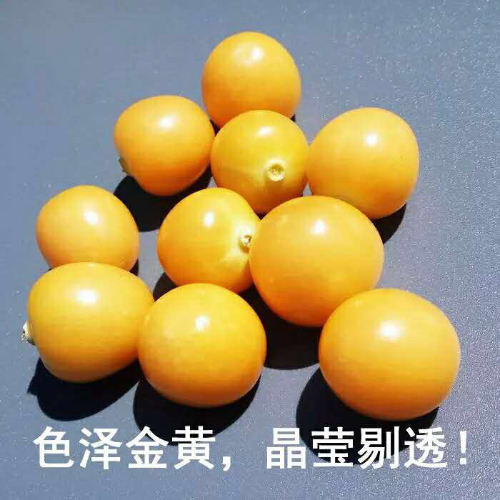 黑龙江甘南县 东北菇娘(金珠果)