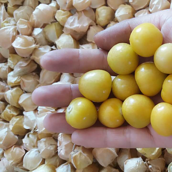 黑龙江甘南县 东北菇娘(金珠果)