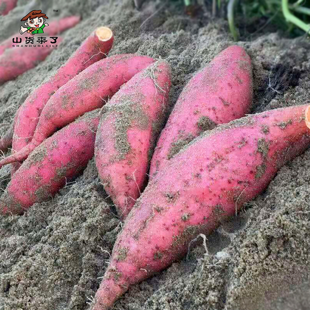 福建六鳌沙地红蜜番薯土红薯红心地瓜小香薯新鲜农家蕃薯5斤装包邮