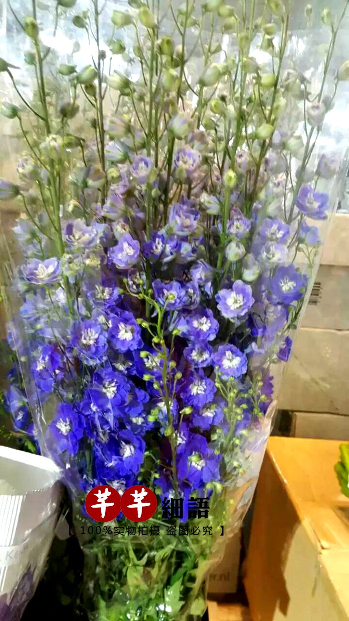 商品详情 品名:大飞燕 预定:1-15天预定 规格:高度60cm 花期:环境冷