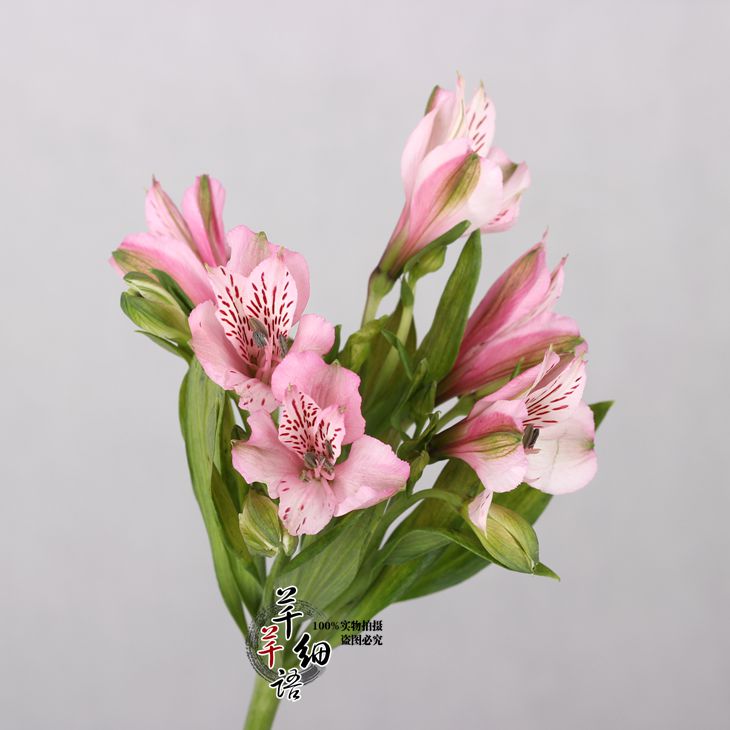 家庭插花 肯尼亚进口六出花 水仙百合 鲜花预订 全国鲜花速递