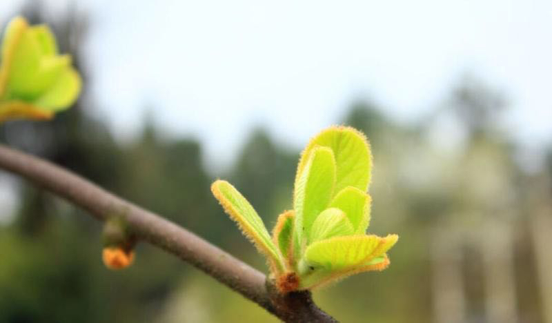 已开始发货。红心猕猴桃,最甜的品种,果园直发