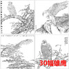 30幅雄鹰白描合集 -无彩图-整套出售-DB42 商品缩略图0