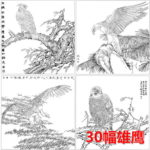 30幅雄鹰白描合集 -无彩图-整套出售-DB42 商品图0