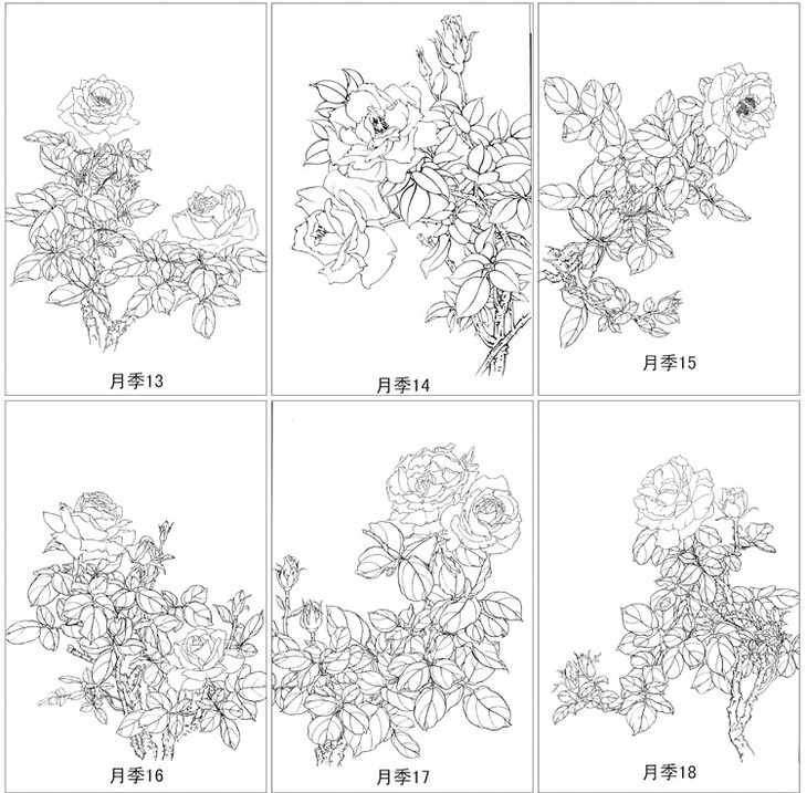 30幅月季花卉白描合集无彩图整套出售db23