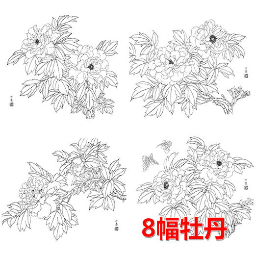 8幅牡丹花卉白描合集-DB06 商品图0