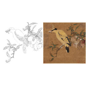 宋画工笔花鸟白描底稿-宋 佚名 榴枝黄鸟图-斗方小品册页-X028