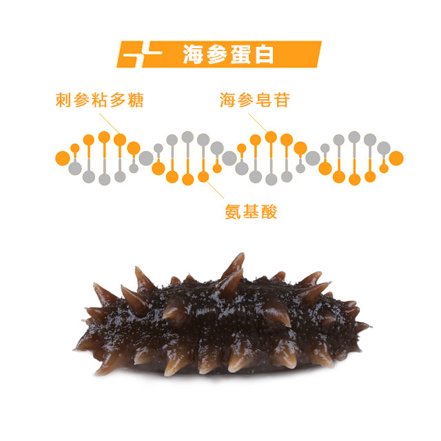 海参蛋白有三种独特的营养成份:刺参粘多糖,海参皂苷,氨基酸,经常食用