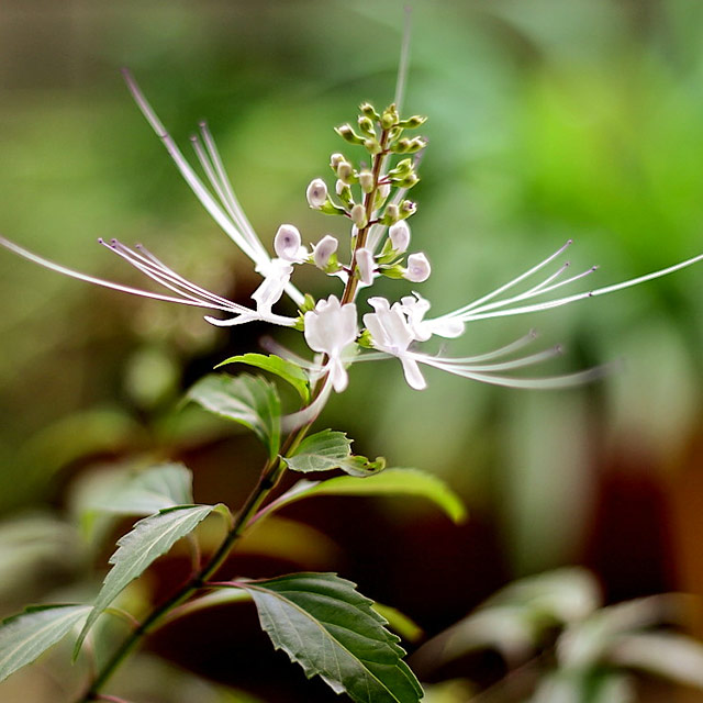 猫须草袋泡装