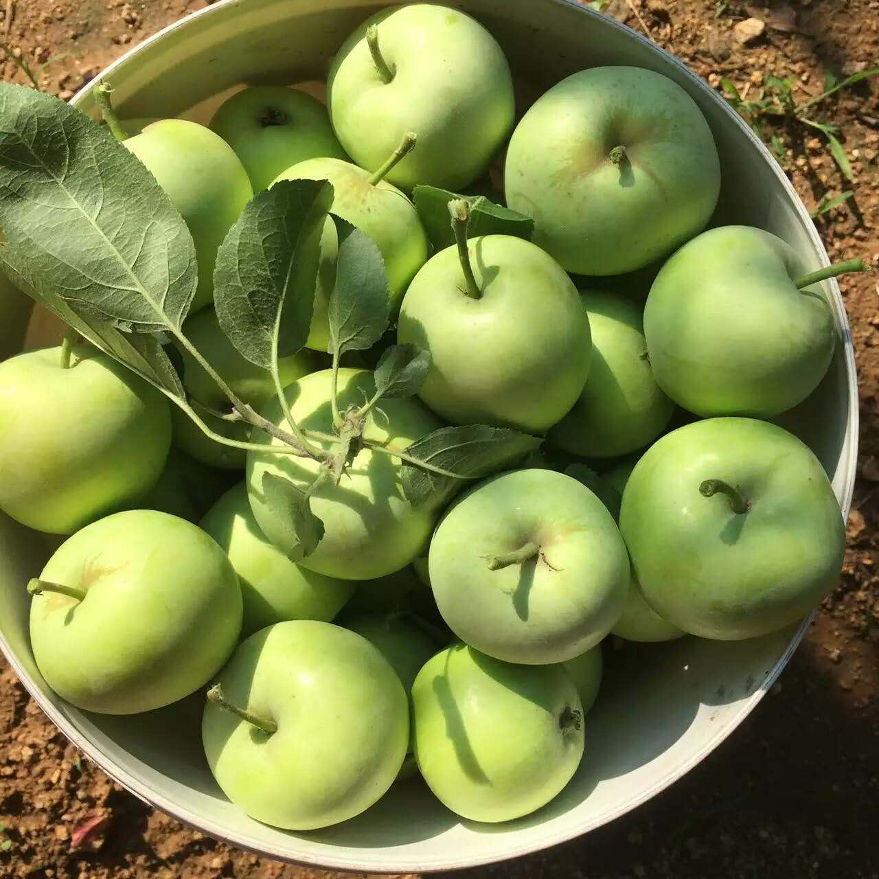 青苹果 
