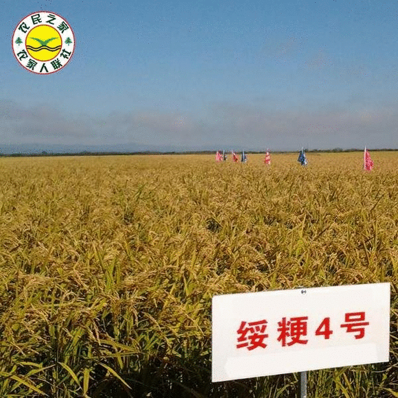 绥粳4号审定号_连粳9号_淮优粳2号