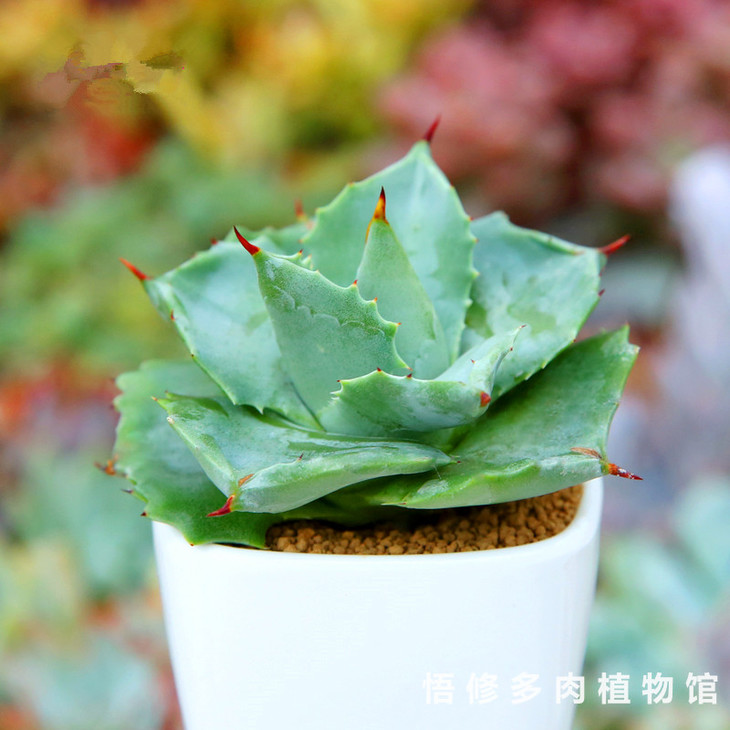 病虫害防治:有叶斑病,炭疽病,灰霉病和介壳虫,粉虱等病虫危害.
