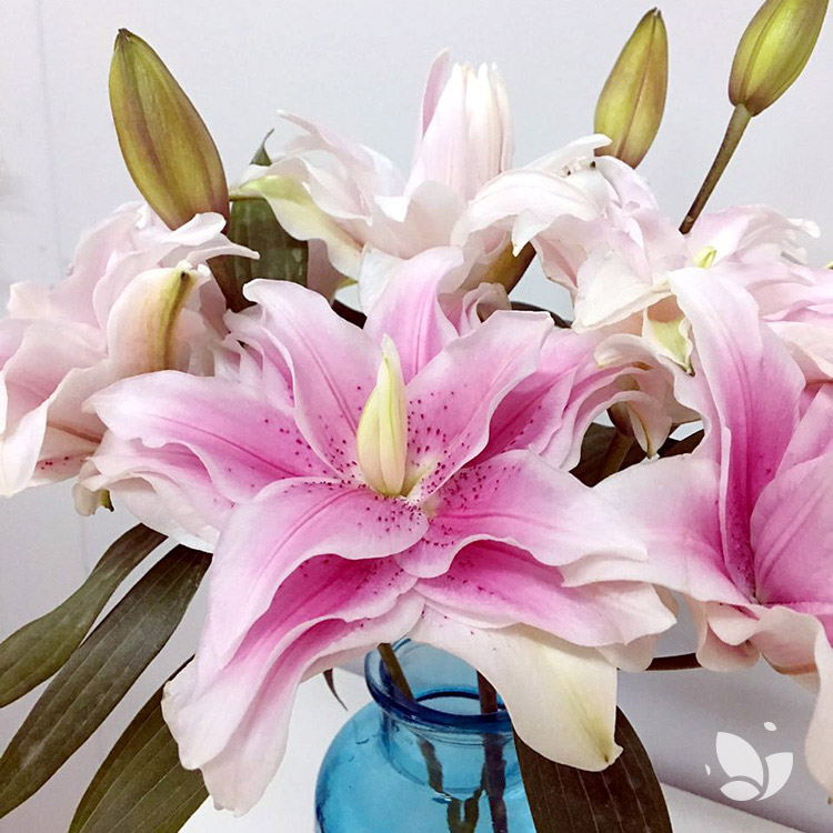 进口花材秒杀|重瓣百合&多头玫瑰 ,颜色随机,仅限北京地区用户参与