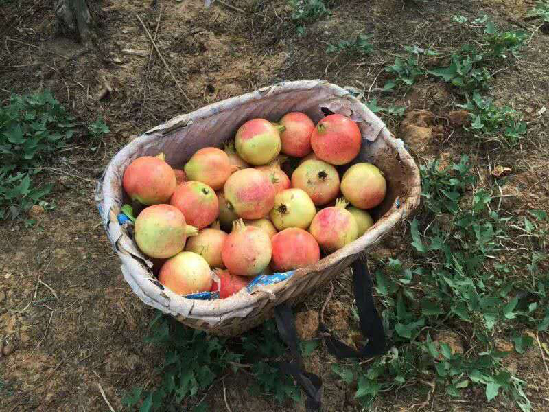 蒙自水晶甜石榴