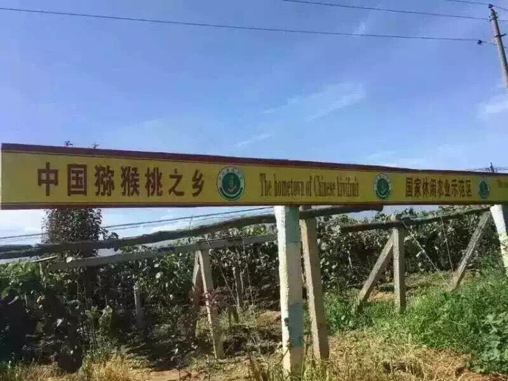 森林工坊特供猕猴桃来自于中国猕猴桃之乡陕西眉县