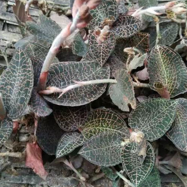 商品详情 《中药大辞典》:金耳环 【药材名称】金耳环