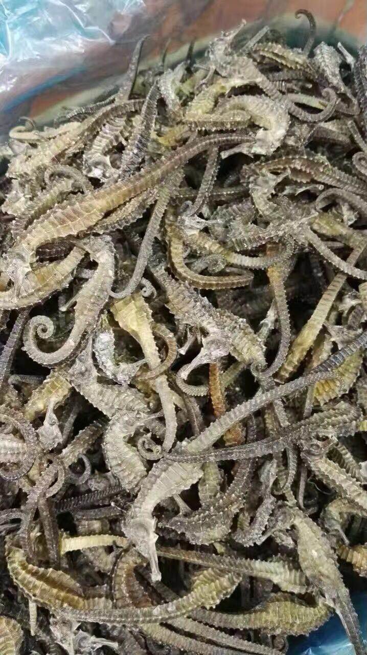 强身健体的海马干 可以泡酒可以煲汤