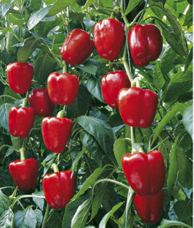 Բ 500g
