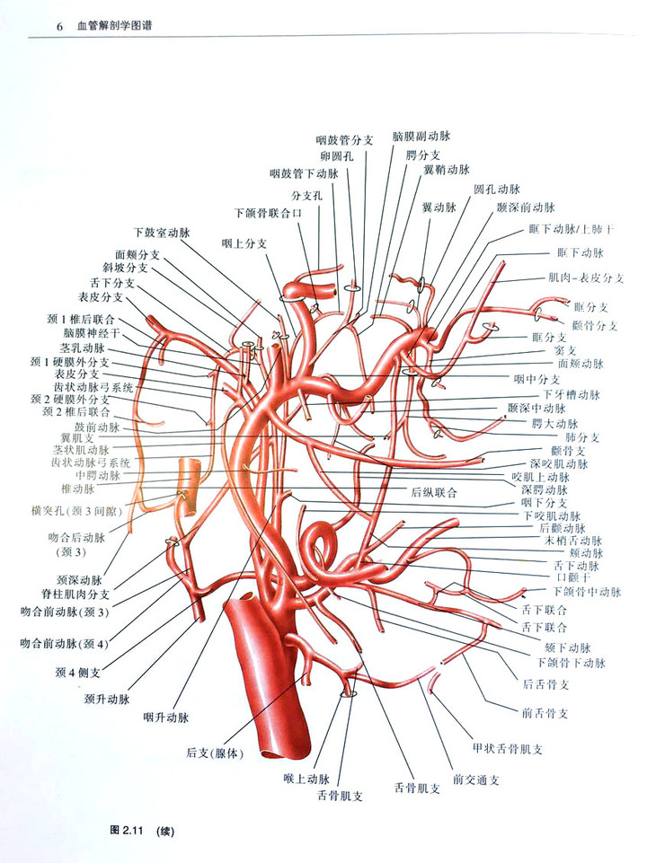 血管解剖学图谱——联合"介入先锋"好书推荐