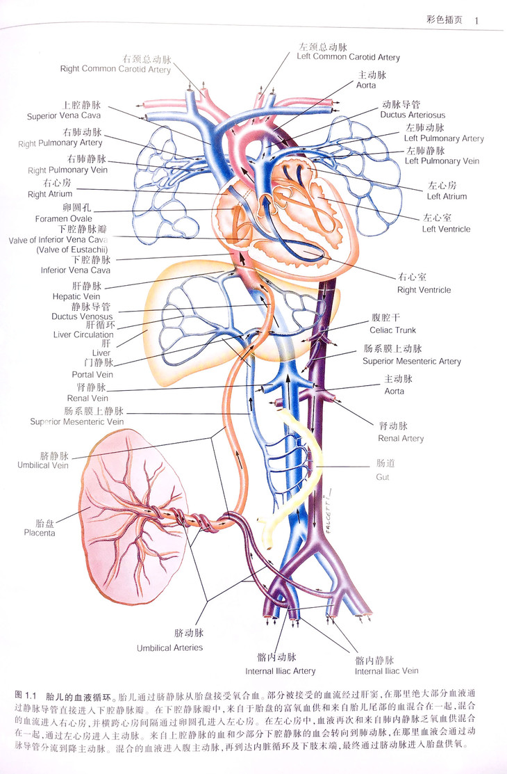 在胎儿早期,胎儿的血液通过两条脐动脉到达胎盘,并经两条脐静脉回流