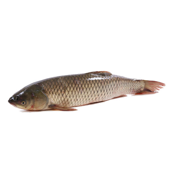 【盘锦特产 辽河口野生鱼】野生草鱼 1750g-2000g/条