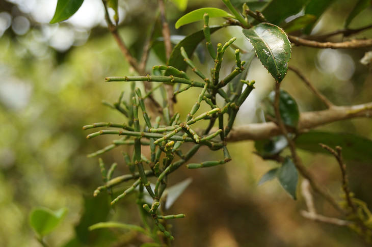 养生茶珍 古茶树螃蟹脚1罐 宫廷熟普5罐