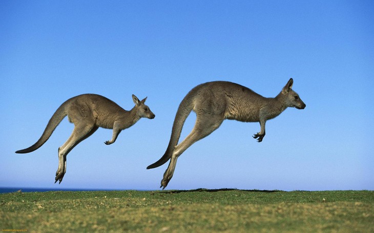 let"s hop to the table, like kangaroos.
