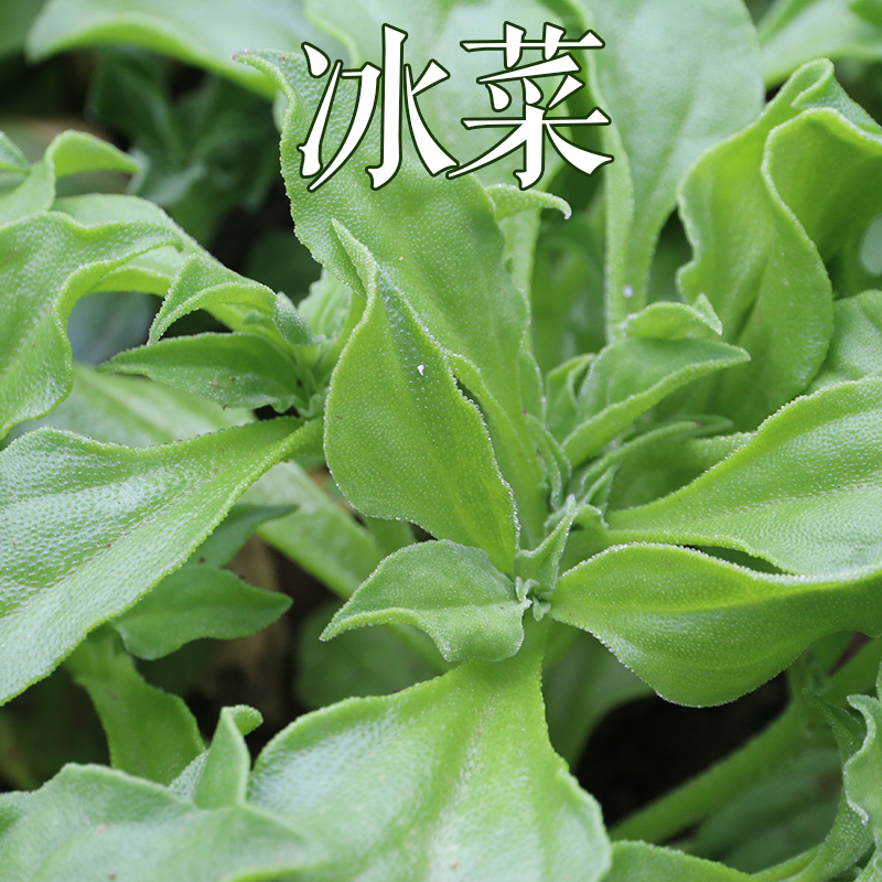 贵族特菜!新鲜冰菜 带冰珠的爽口菜200g