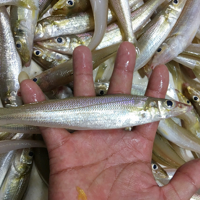 爱煮意丨惠来本港浅海沙尖鱼