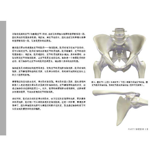 瑜伽3D解剖书Ⅱ——动作篇 商品图3