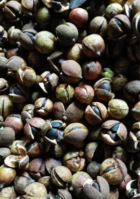 野生的山茶籽,个头都是这么小小的