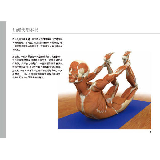 瑜伽3D解剖书I——肌肉篇 商品图2