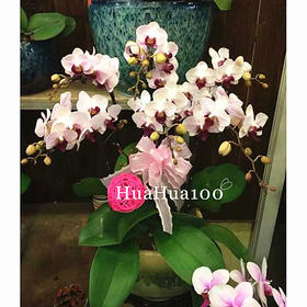 6株蝴蝶兰（含盆器，多色入）（提前1-2天预定）
