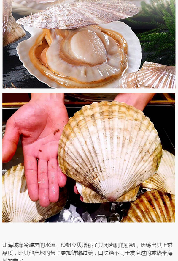 日本原装进口 日本北海道帆立贝柱(刺身级)500g/袋