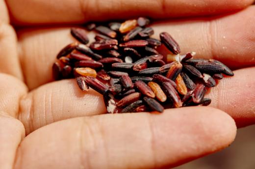 合作生产 | 生态紫米 商品图1