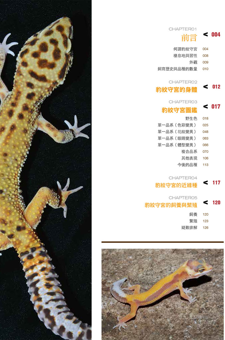 【预订15天发货】爬宠新书- 豹纹守宫超图鉴 || 一本掌握守宫生态及