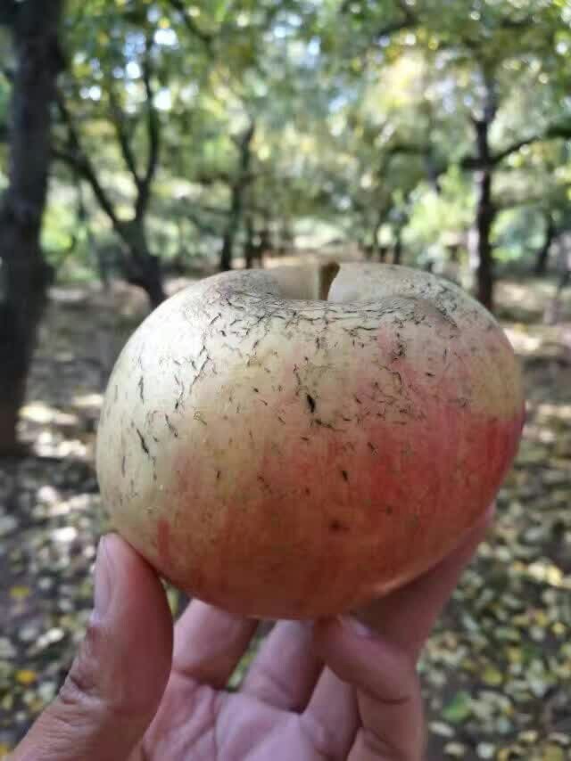 老树丑苹果(冰糖心)