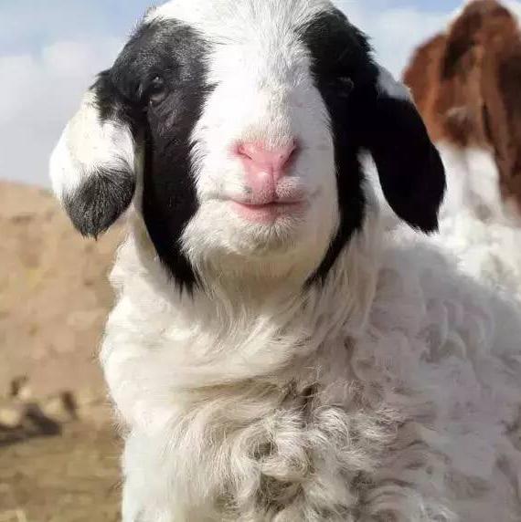 集渊居草原洋200511