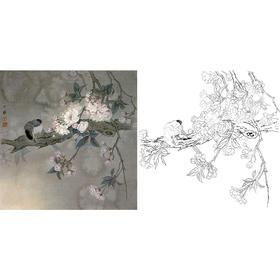 周中耀工笔花鸟白描底稿-斗方小品册页-DV05
