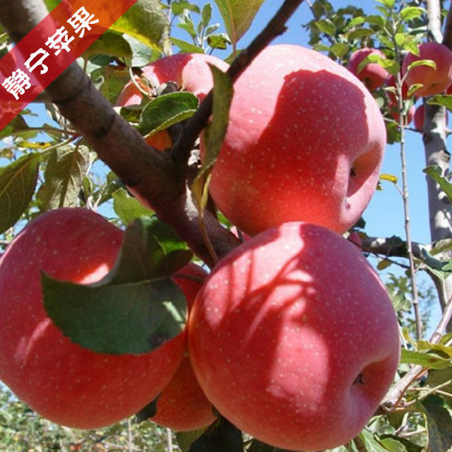 放在世界苹果阵营中同样不输于其他国外品种!